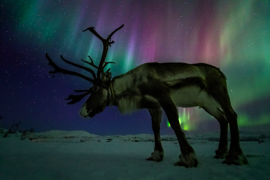 Reindeer in front of the aurora borealis by Ole Salomonsen