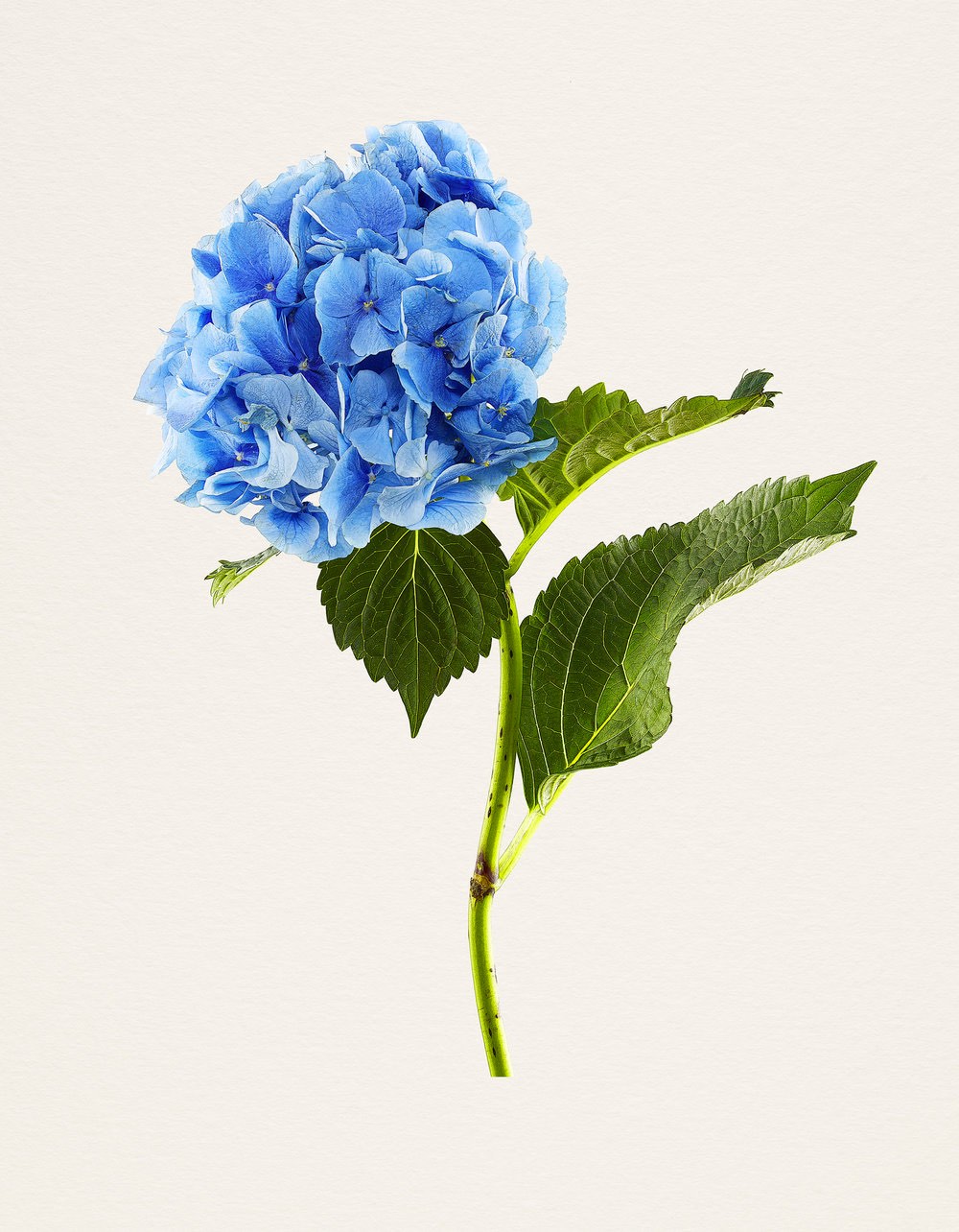Hyperrealistic images of flowers by Kenji Toma