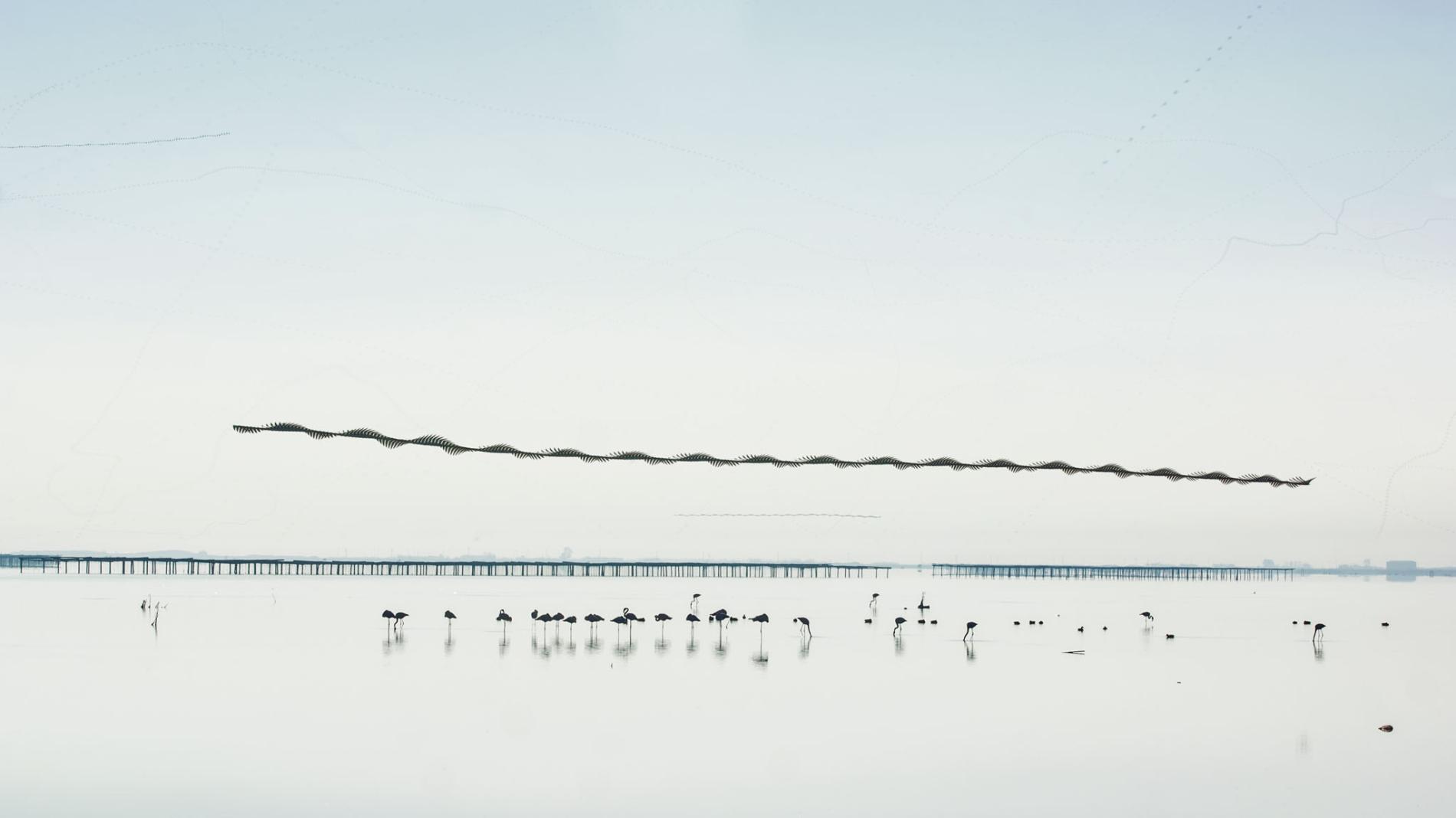 Xavi Bou captures the paths that birds make across the sky