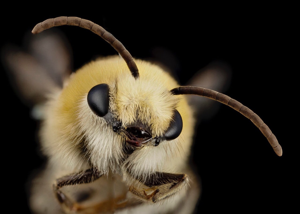 Close-up photo of a bee