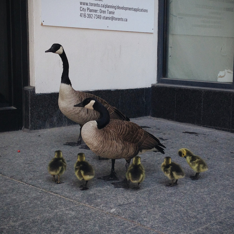 Geese on the sidewalk