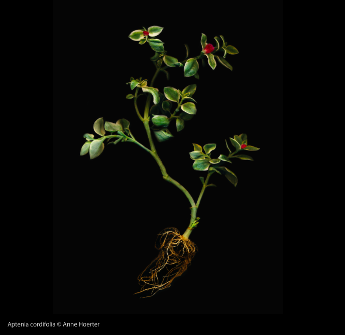 Herbarium, Anne Hoerter