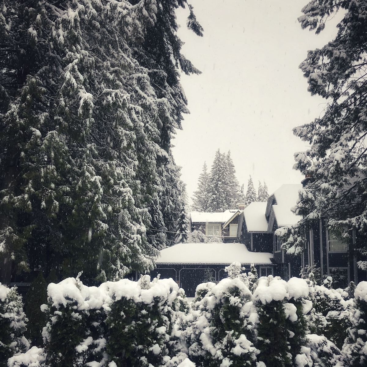 View from the house window as the snow fell outside