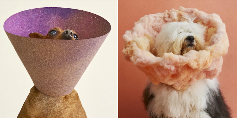 Photo of dogs wearing ornate medical cones