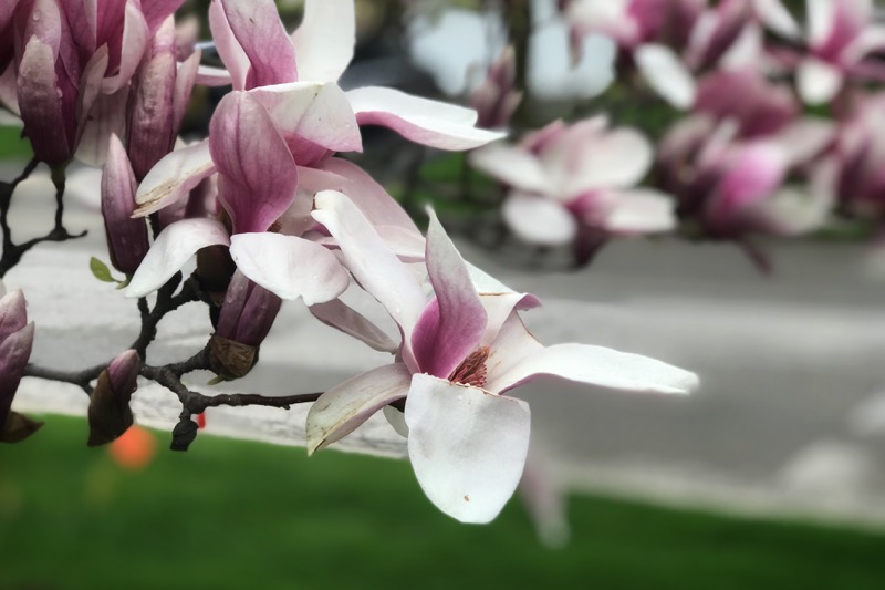 Magnolia tree in our front yard