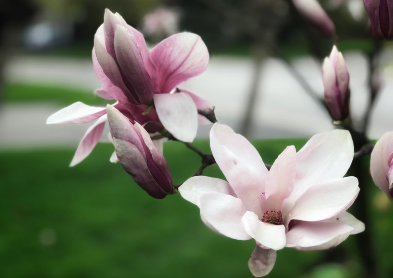 Magnolia tree in our front yard