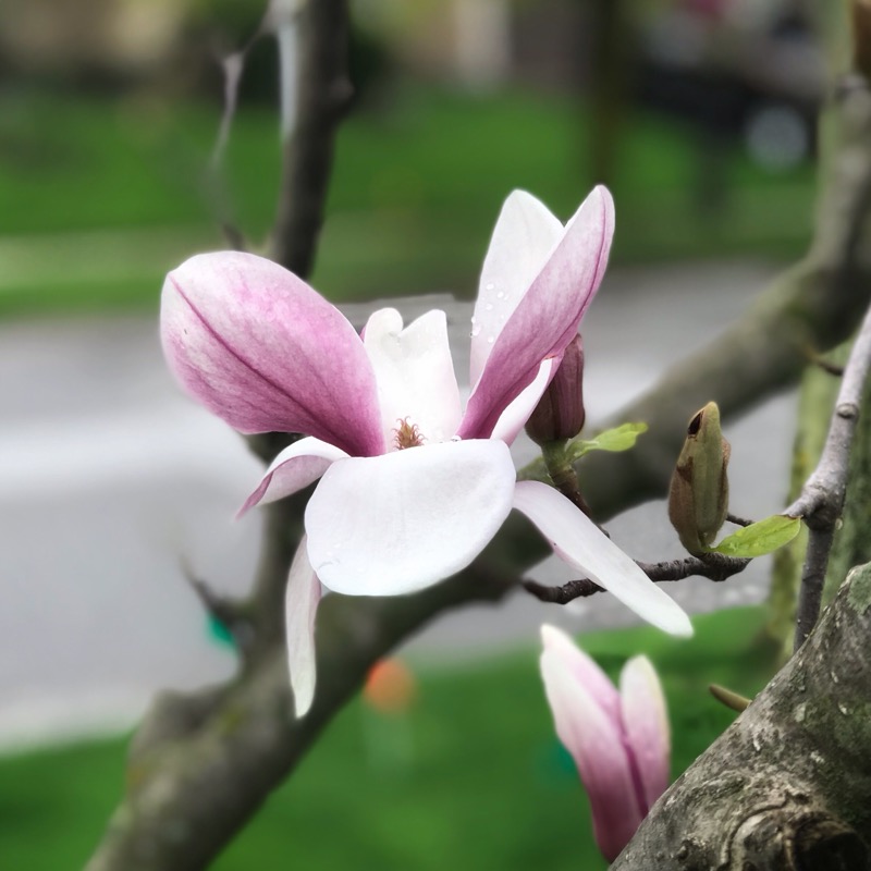 Magnolia tree in our front yard