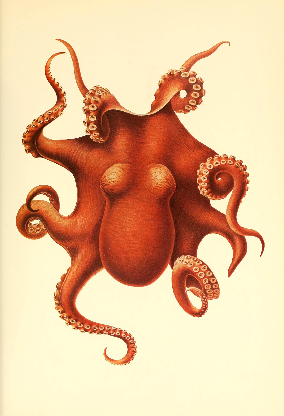 Colorful drawing of an octopus