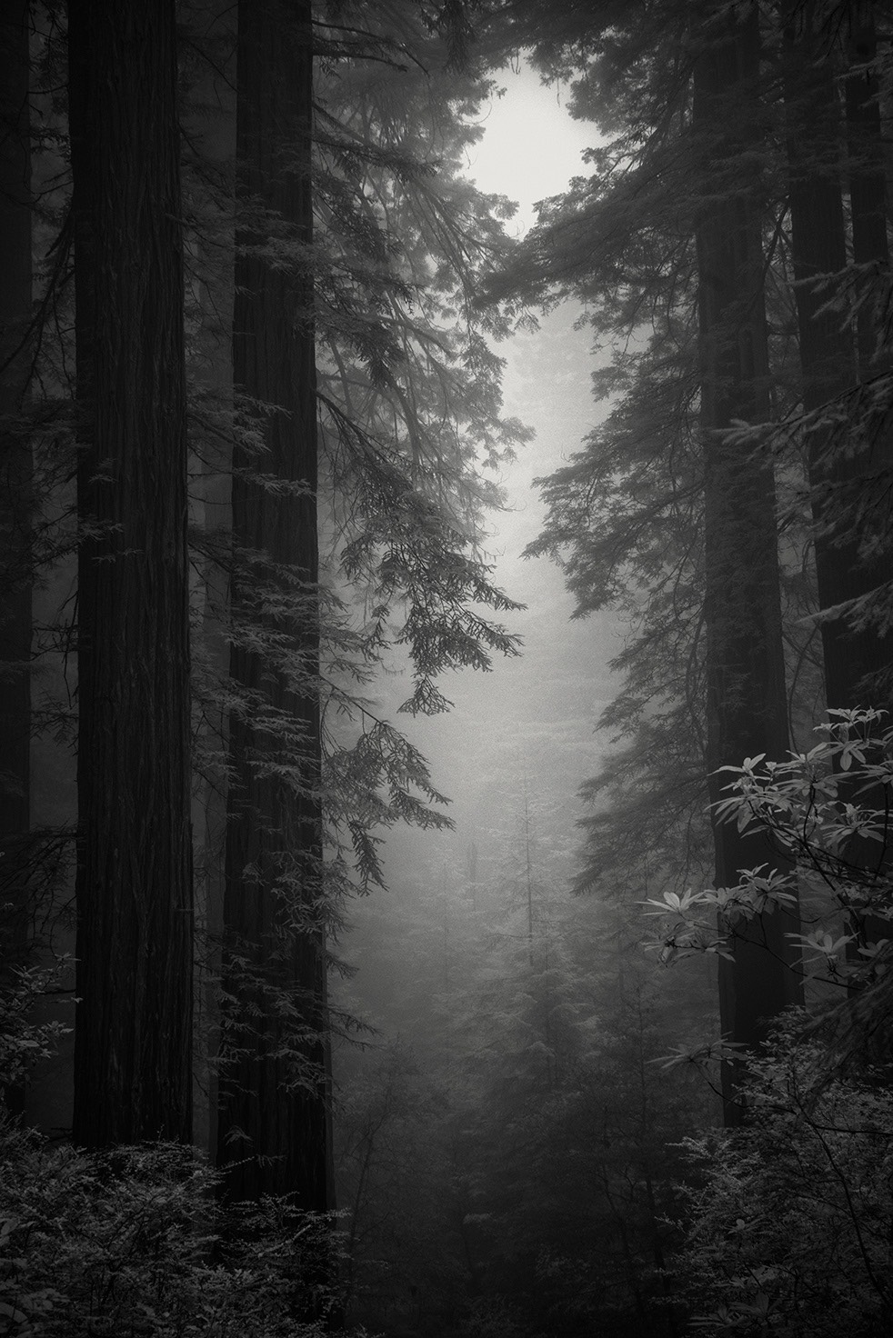 Black and white photo of redwoods