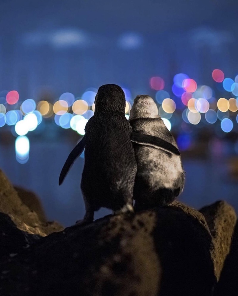 Penguins staring at Melbourne skyline