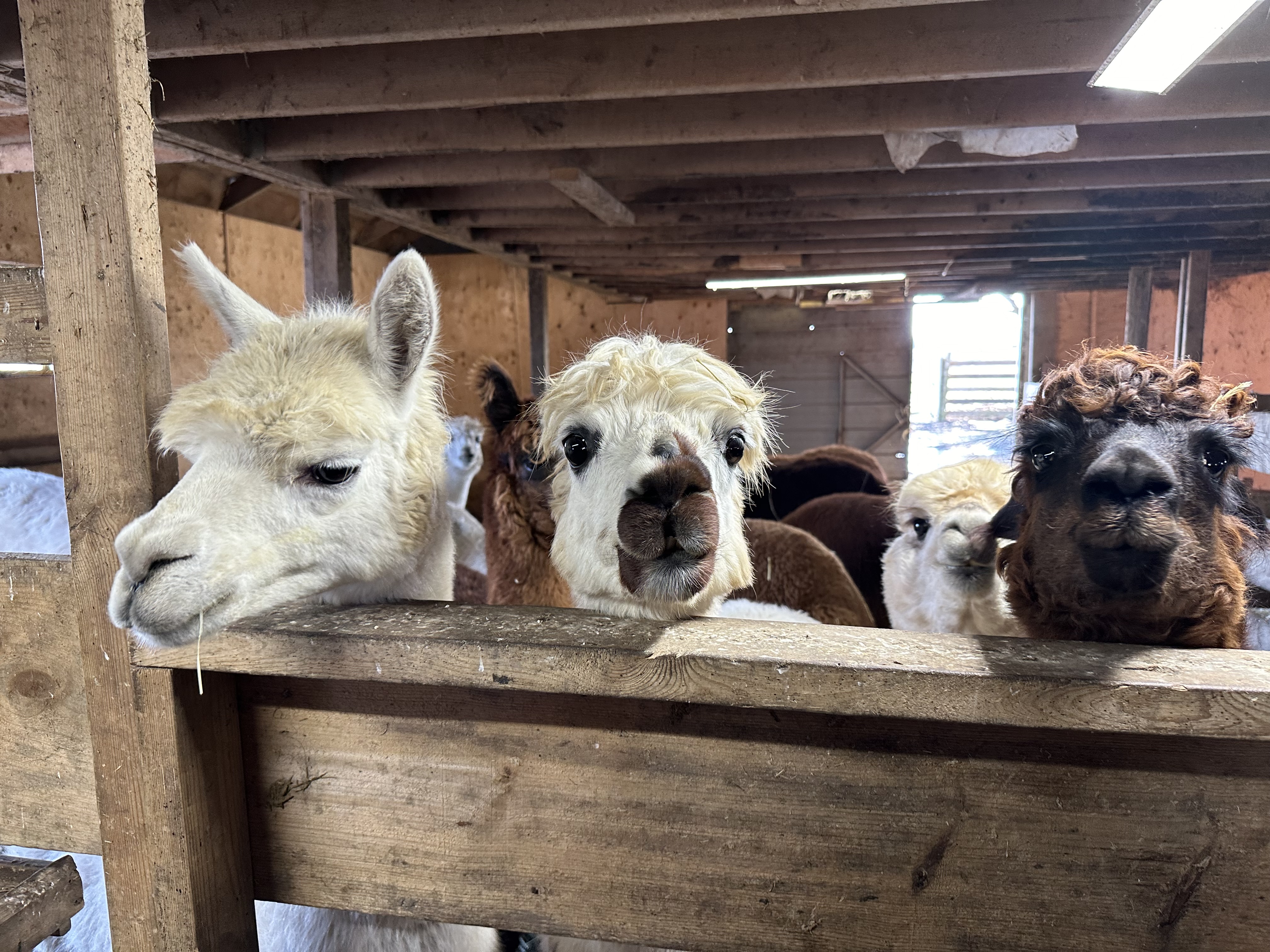 Brown alpaca in barn looking to the side of the camera