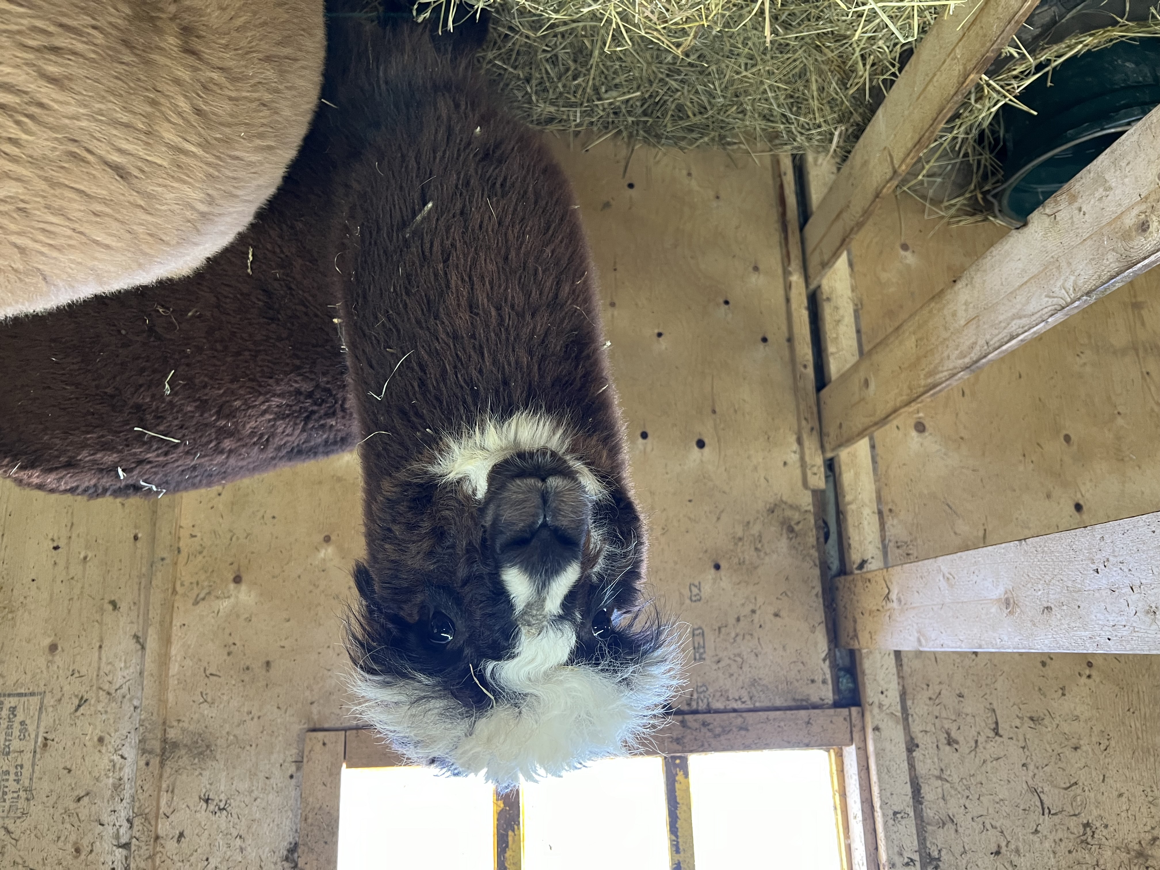 Brown alpaca in barn staring at camera