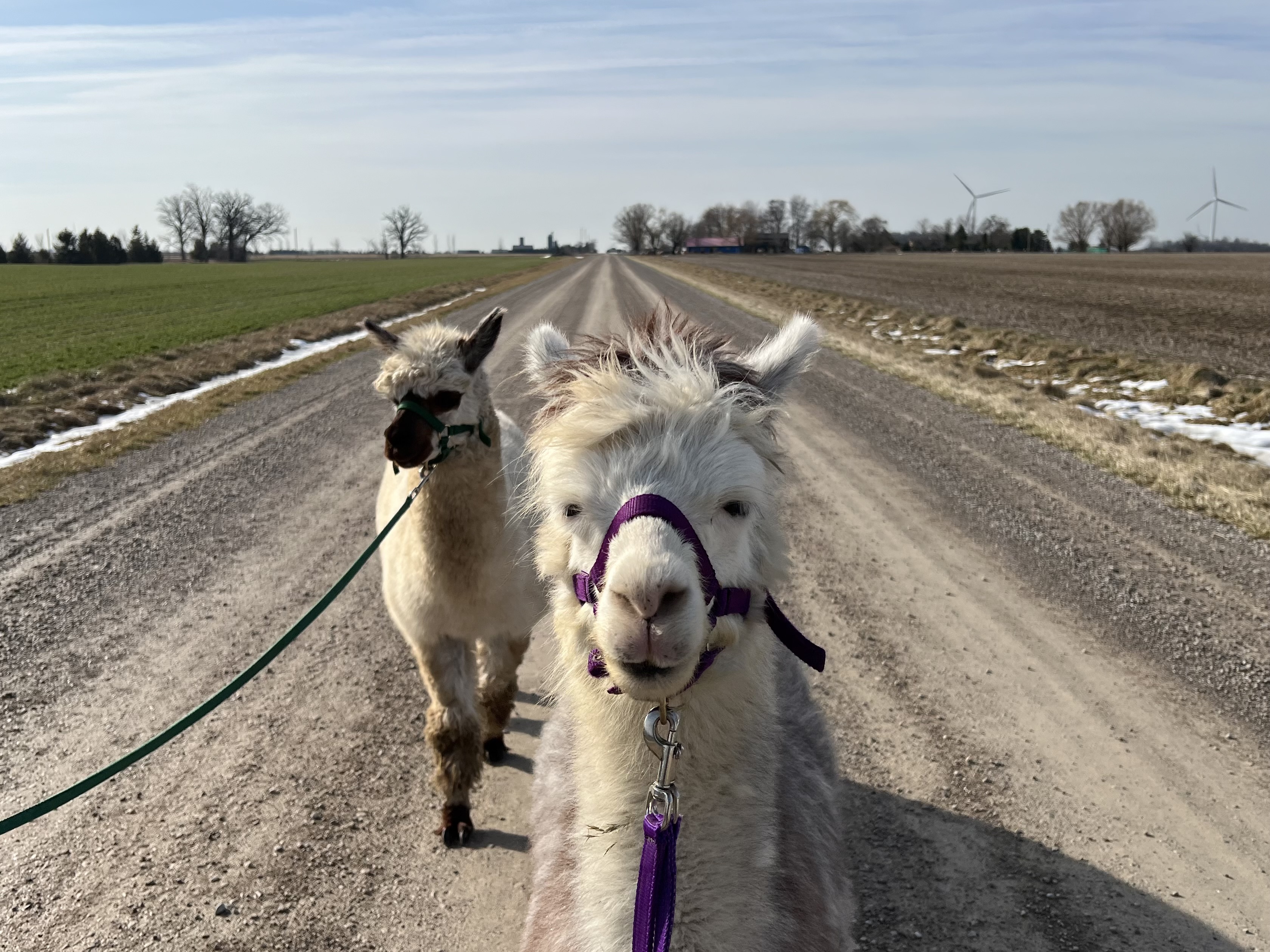 Two alpacas walking on a country road with leashes